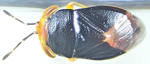 Réf. 329 157 : Geocoris erythrocephalus